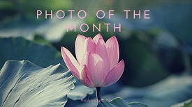 Photo of the month