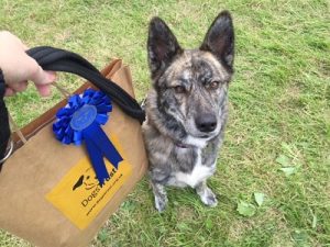 Rescue Dog at Dogs TRust