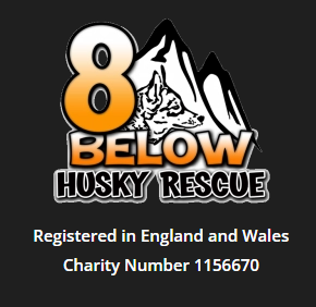 below husky dog rescue